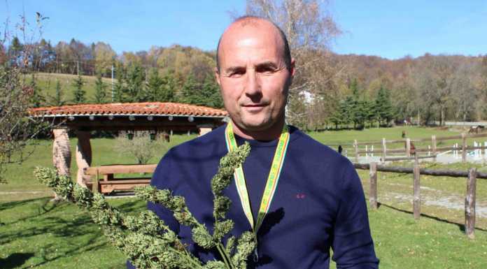 La canapa in Val d’Intelvi è realtà. Sperimentate con successo 100 piante