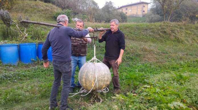 Monte Marenzo. Una maxi zucca da 88 chili nell’orto di Tino