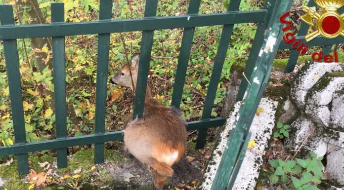 Capriolo incastrato in una recinzione, liberato dai Vigili del Fuoco