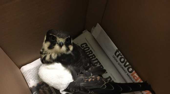 Sirone. Falco ferito ad un’ala, preso a fucilate dai bracconieri