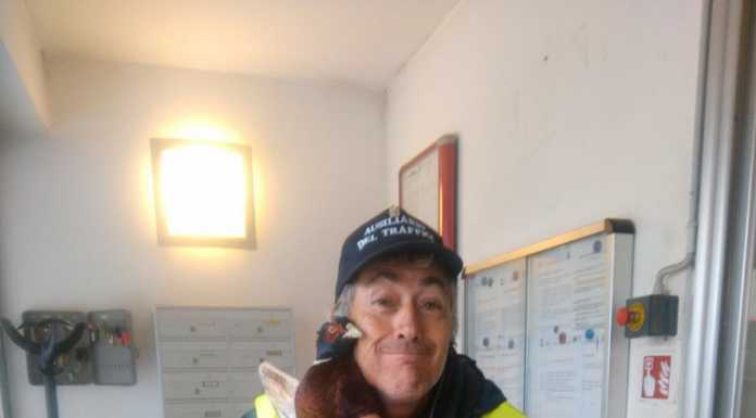 Fagiano vaga sul lungolago, salvato da un ausiliare del traffico