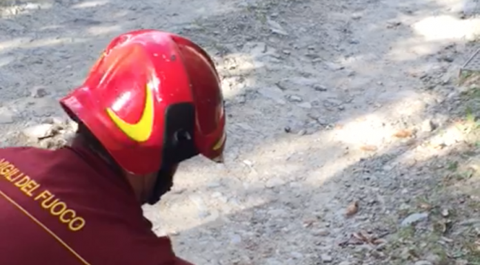 Cervo intrappolato nella diga di Vestreno, lo salvano i VVFF (VIDEO)