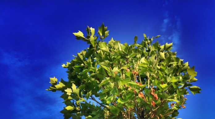 Alberi e verde in città, domenica incontri e iniziative