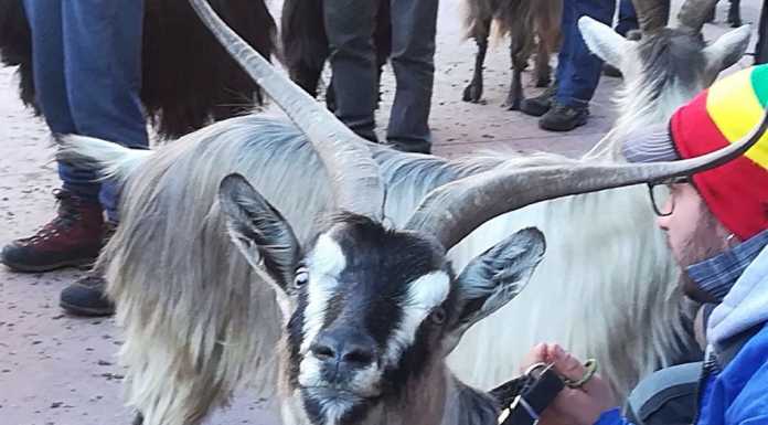 La capra orobica protagonista del fine settimana a Casargo