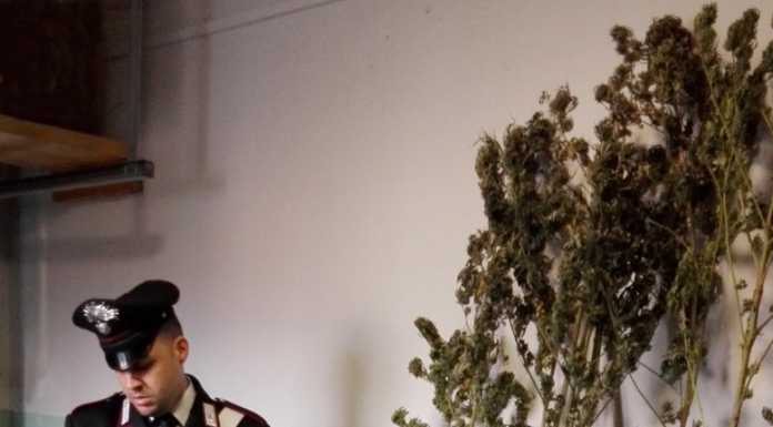 Colico: arrestato un 31enne, in casa quasi 2 chili di marijuana