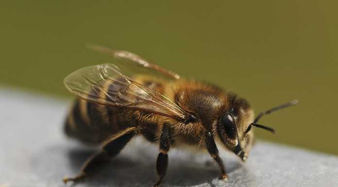 Valgreghentino. Punto da un insetto, 80enne finisce all’ospedale