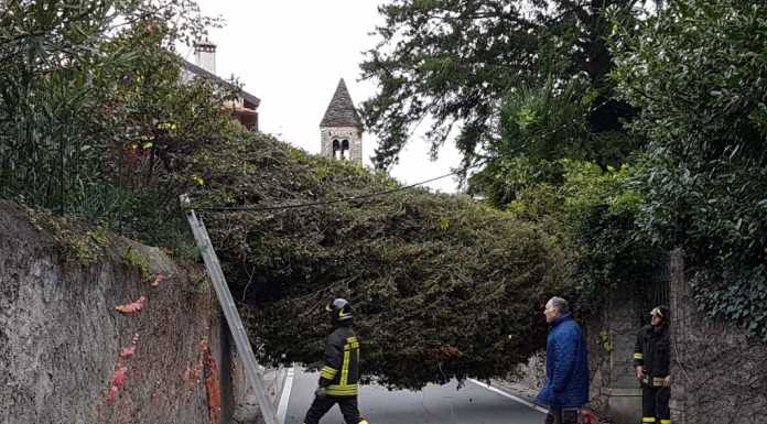 Forte vento e alberi caduti: diversi interventi per i pompieri