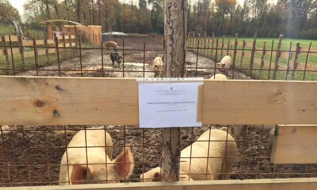 Nuovo controllo alla ‘Fattoria delle Coccole’, sequestrati 19 animali