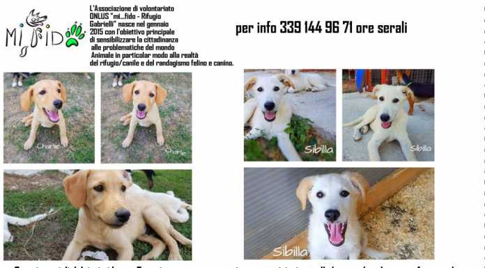 Cagnolini in cerca di casa: l’annuncio della Onlus “Mi Fido”