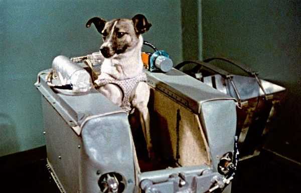 Il planetario di Lecco ricorda Laika: la cagnolina inviata nello spazio