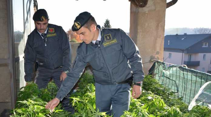 Varese. Serre di marijuana in falegnameria, arrestato titolare e un giovane