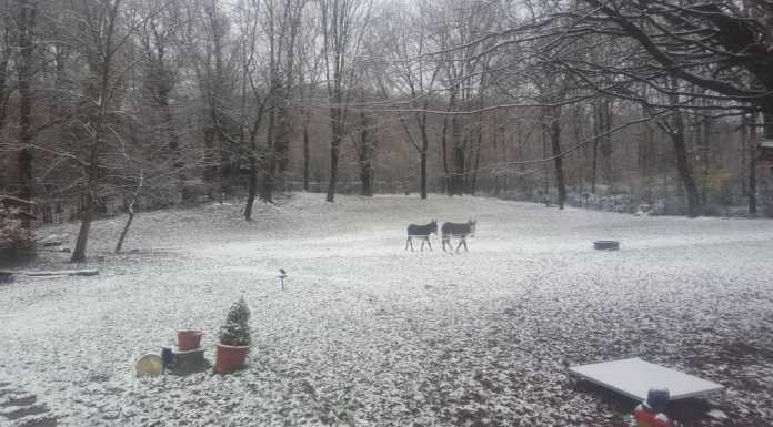 Freddo invernale e arriva la prima neve a quote più basse