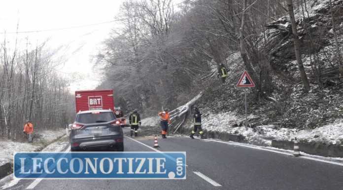 Pianta pericolante, intervento dei pompieri in Valsassina. Traffico rallentato