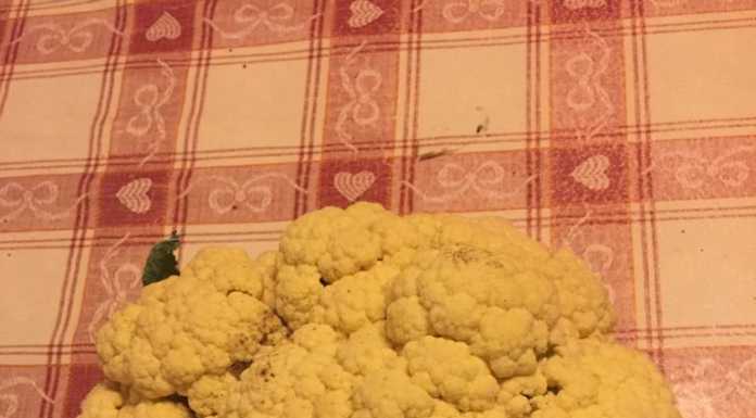 Rancio. Cavolfiore in formato “maxi” nell’orto di Giovanni Aondio