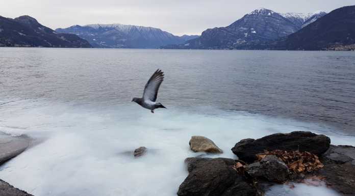 Dervio. Schiuma bianca nel lago, sversamento anomalo a Santa Cecilia