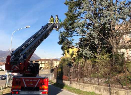 Calolzio. I Vigili del Fuoco salvano un gattino bloccato su un albero