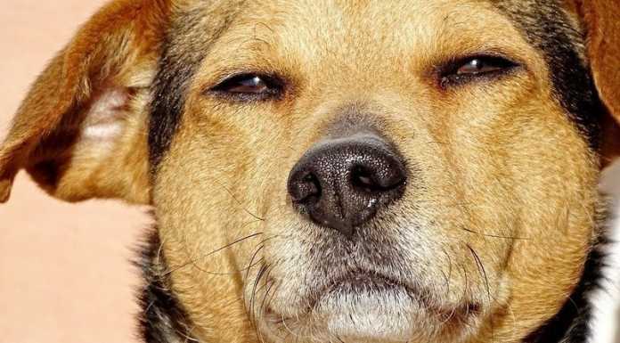 Lecco. L’Enpa chiede al comune un canile sanitario per la provincia