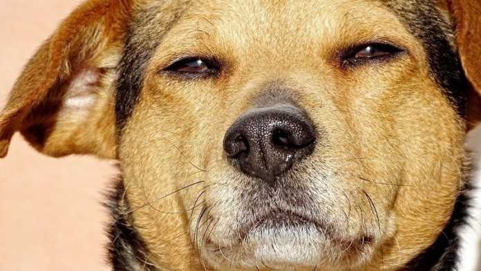 QtVGsEzanOHNyel-800x450-noPad