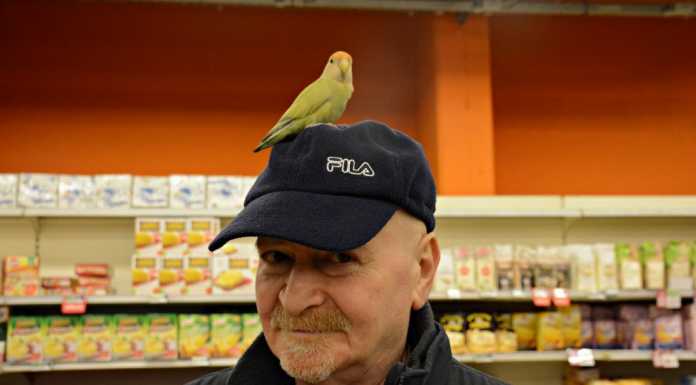 Addio a Giuseppe Colavita, sempre in giro con il suo inseparabile pappagallino Pippo giuseppe e pippo