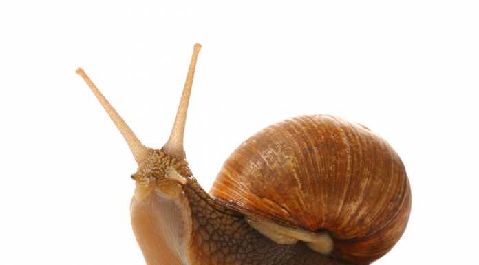 La 1^ sagra della lumaca a Torre de’ Busi. Il ricavato andrà all’asilo