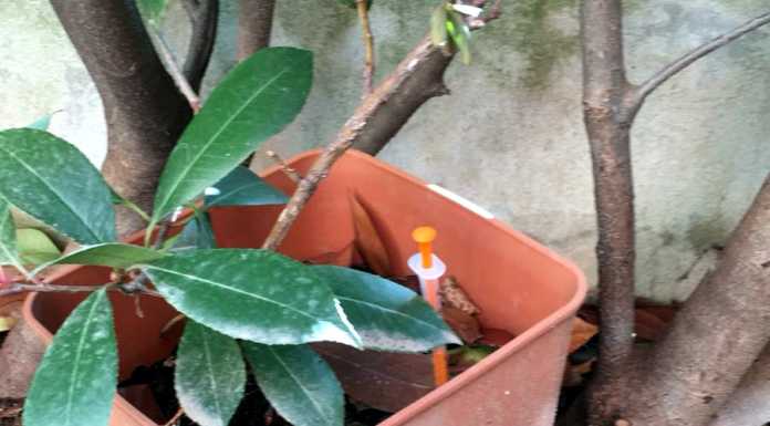 A Rancio spuntano le siringhe. “Conficcata in un vaso di fiori in giardino”