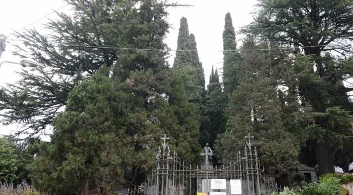 Bellano: salvi i tre cipressi del cimitero, non saranno abbattuti