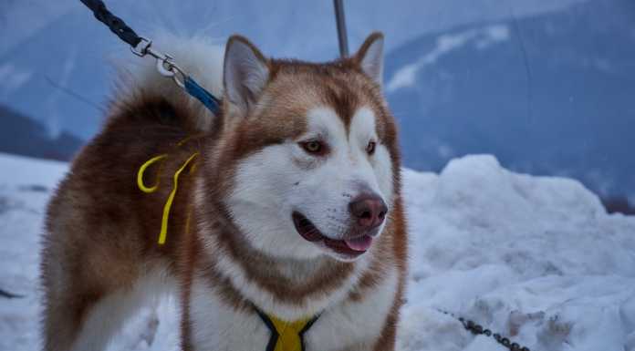 I Malamute protagonisti del fine settimana all’Alpe Giumello