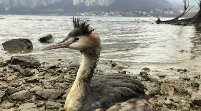 Valmadrera. Svasso in difficoltà, salvato da WWF e Polizia Provinciale