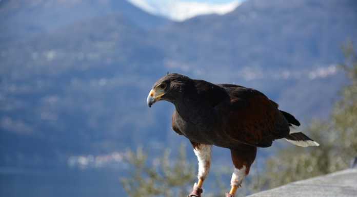 Varenna: primo volo di ‘stagione’ per i rapaci del Castello di Vezio