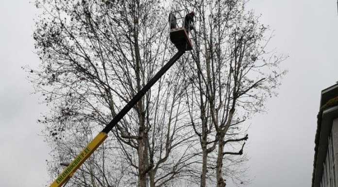 Lavori al verde pubblico a Lecco: interventi di potatura su 400 piante