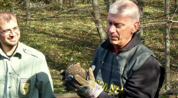 SOS Fauna: un corso di primo soccorso animali lanciato dal WWF Lecco