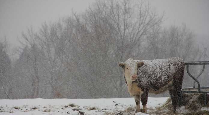 Gelo sulla campagne lecchesi: “Abbeveratoi congelati, preoccupati per gli animali”