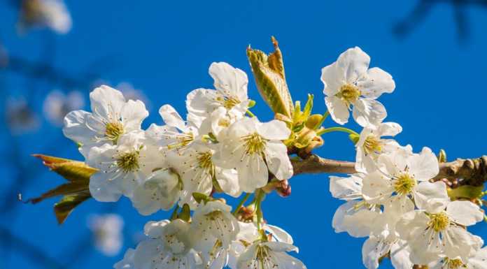 Primavera, quest’anno l’equinozio arriva in anticipo