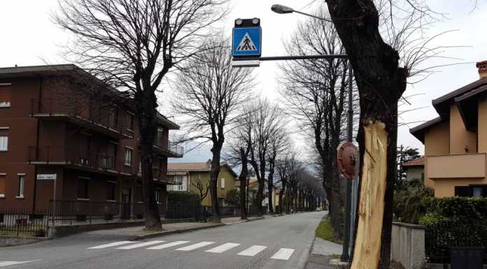 Dervio, tigli malconci sul viale. Il sindaco: “La manutenzione non manca”
