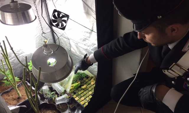 Scoperto a coltivare droga in casa, arrestato un 25enne di Lecco