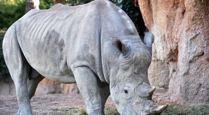 Le Cornelle danno il benvenuto a Pacho, rinoceronte bianco