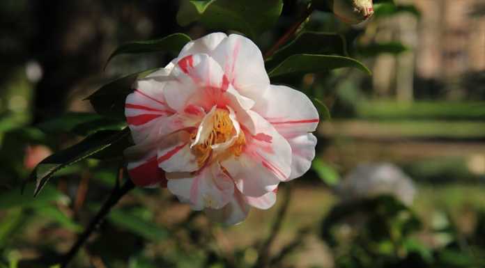 Villa de’ Ponti. Il giardino delle Camelie: spettacolo ma solo per pochi giorni