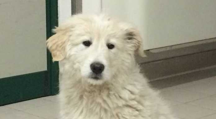 Il cane abbaia di notte. Lettera anonima: “Abbiamo comprato il veleno”