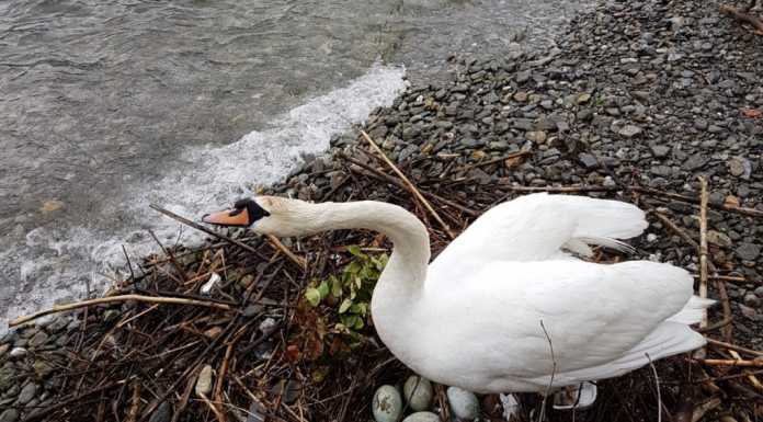 Dervio. I cigni nidificano sulla spiaggia, ma la covata è in pericolo