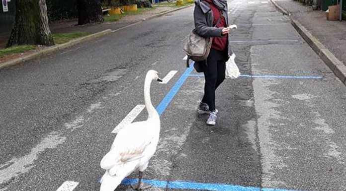 Dervio. Giovane cigno respinto dai genitori, mobilitazione per salvarlo