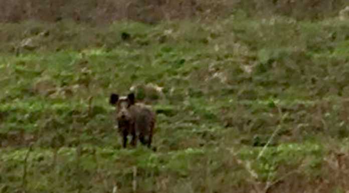 Cinghiali al pascolo nei prati di Falghera e una ventina avvistati a Cavagiozzo