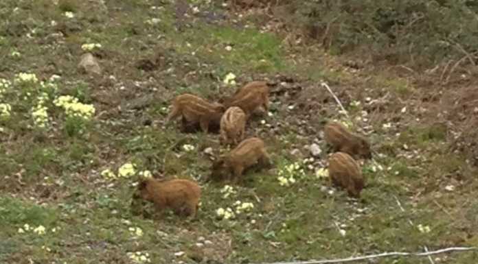 Cinghiali non solo ad Acquate, fotografati anche nei prati di Malavedo