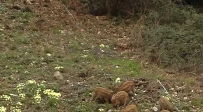 Lecco. Sempre più cinghiali ma il piano di contenimento è fermo