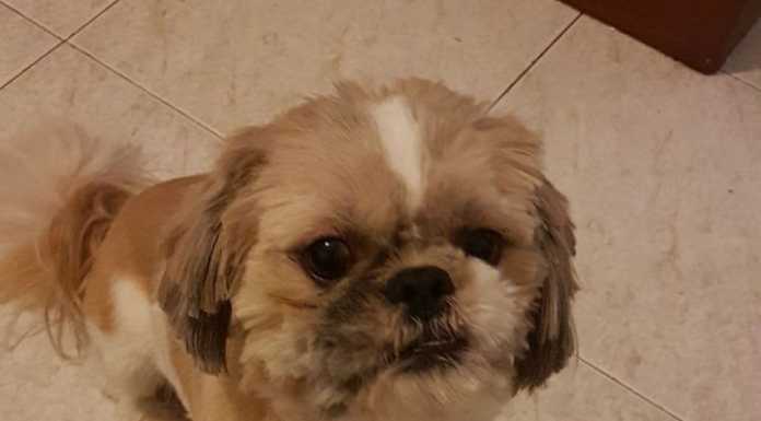 Sbranato dai cani dei vicini: “Il piccolo Joe ha salvato mio figlio”