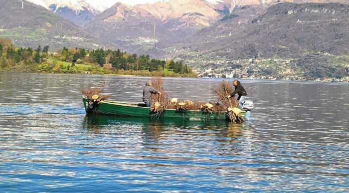 Volontari pescatori al lavoro, posate le ‘fascine’ sul lago a Piona
