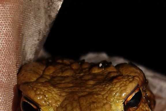 Molti meno rospi scesi dal Moregallo: “La Primavera fredda ha inciso”