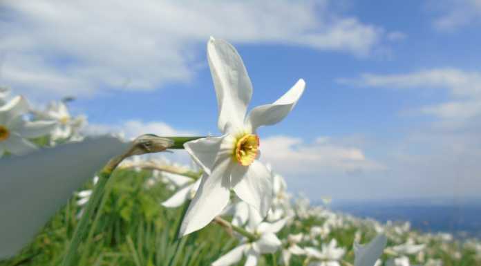 Narcisi al monte Linzone, le foto della spettacolare fioritura