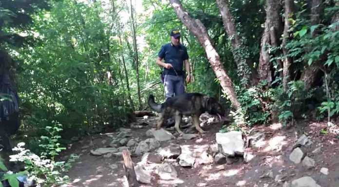 Civate. Nel ‘bosco della droga’, blitz della Polizia e dei Cinofili (VIDEO)