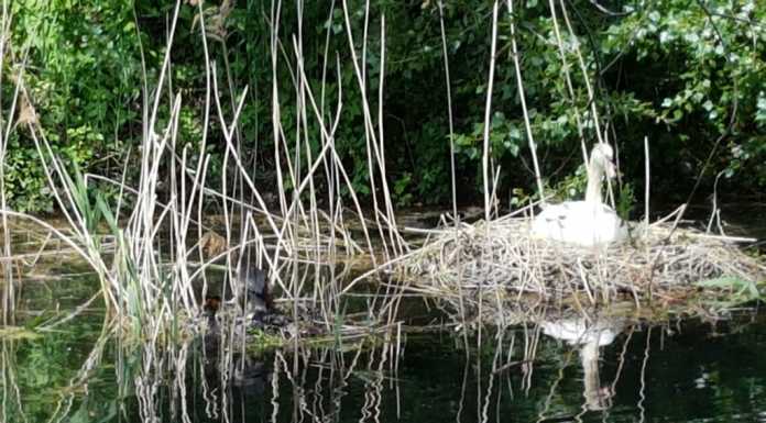 Dervio: tre nidiate al Fossetto, si attende la schiusa delle uova