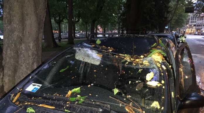 Maltempo. Grosso ramo cade su un’auto in sosta, arrivano i pompieri